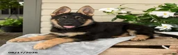German Shepherd dogs for sale: Kaspian - Ad 3
