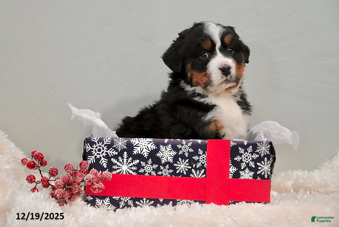 Bernese Mountain Dog dogs for sale: Richelle - Ad 2
