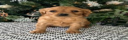 Miniature Golden Retriever dogs for sale: Lenny - Ad 5