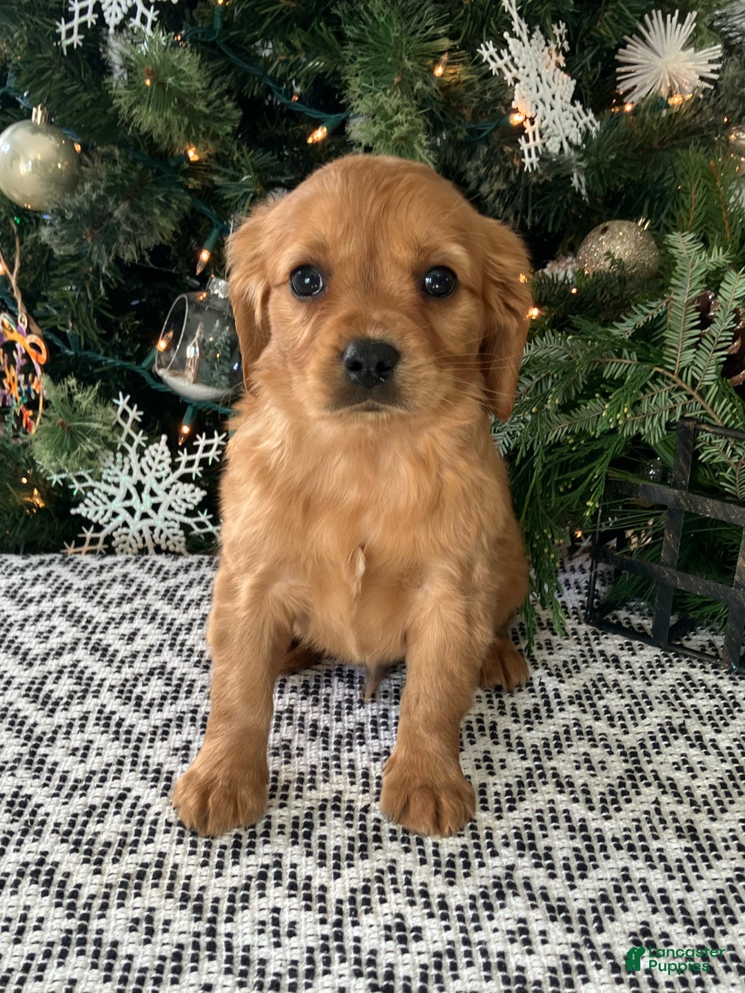 Miniature Golden Retriever dogs for sale: Lenny - Ad 5