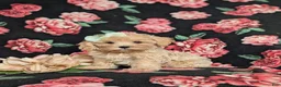 Maltipoo dogs for sale: Emerson 6 lbs Full Grown - Ad 1