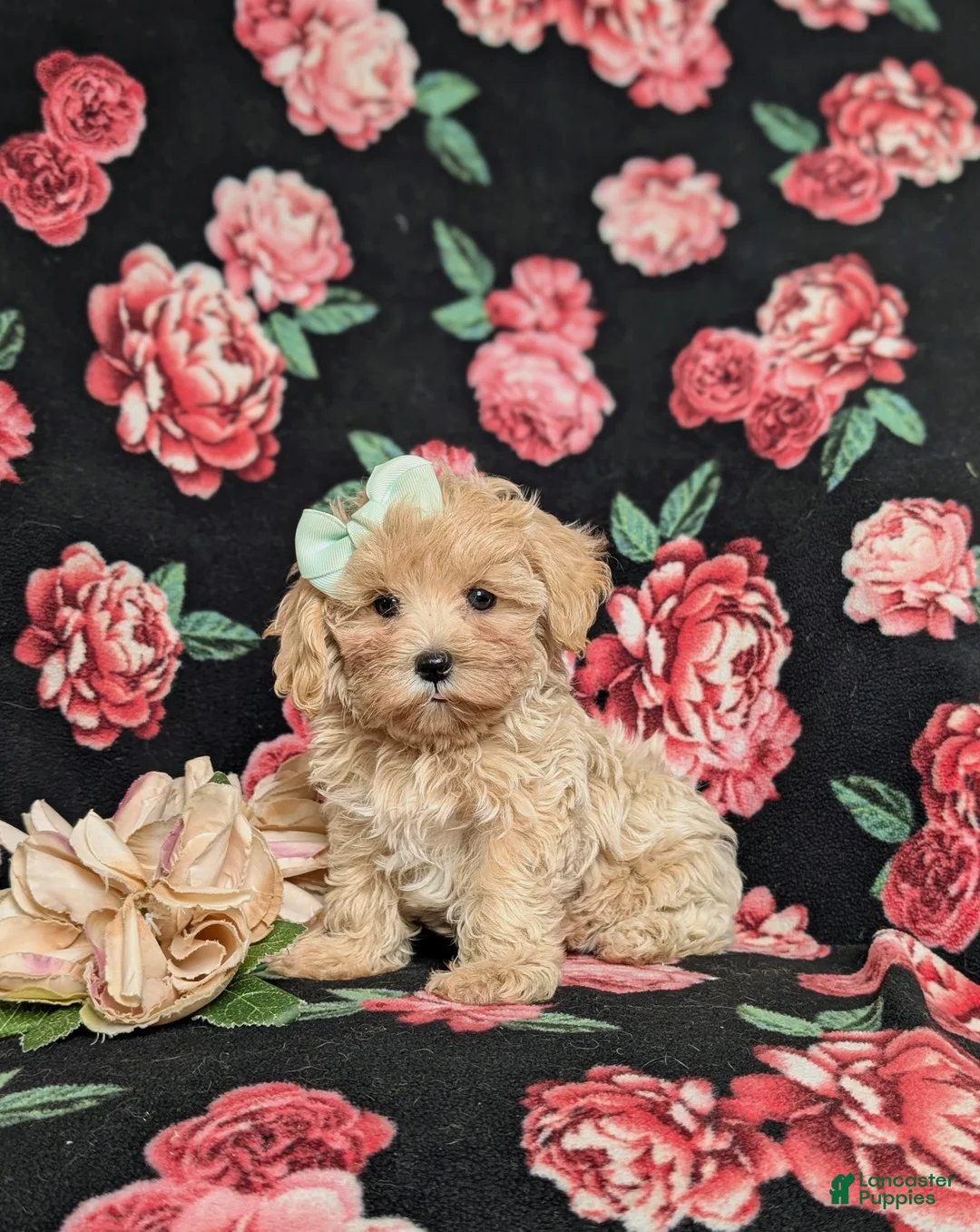 Maltipoo dogs for sale: Emerson 6 lbs Full Grown - Ad 1