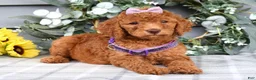 Standard Poodle dogs for sale: Rosie - Ad 3