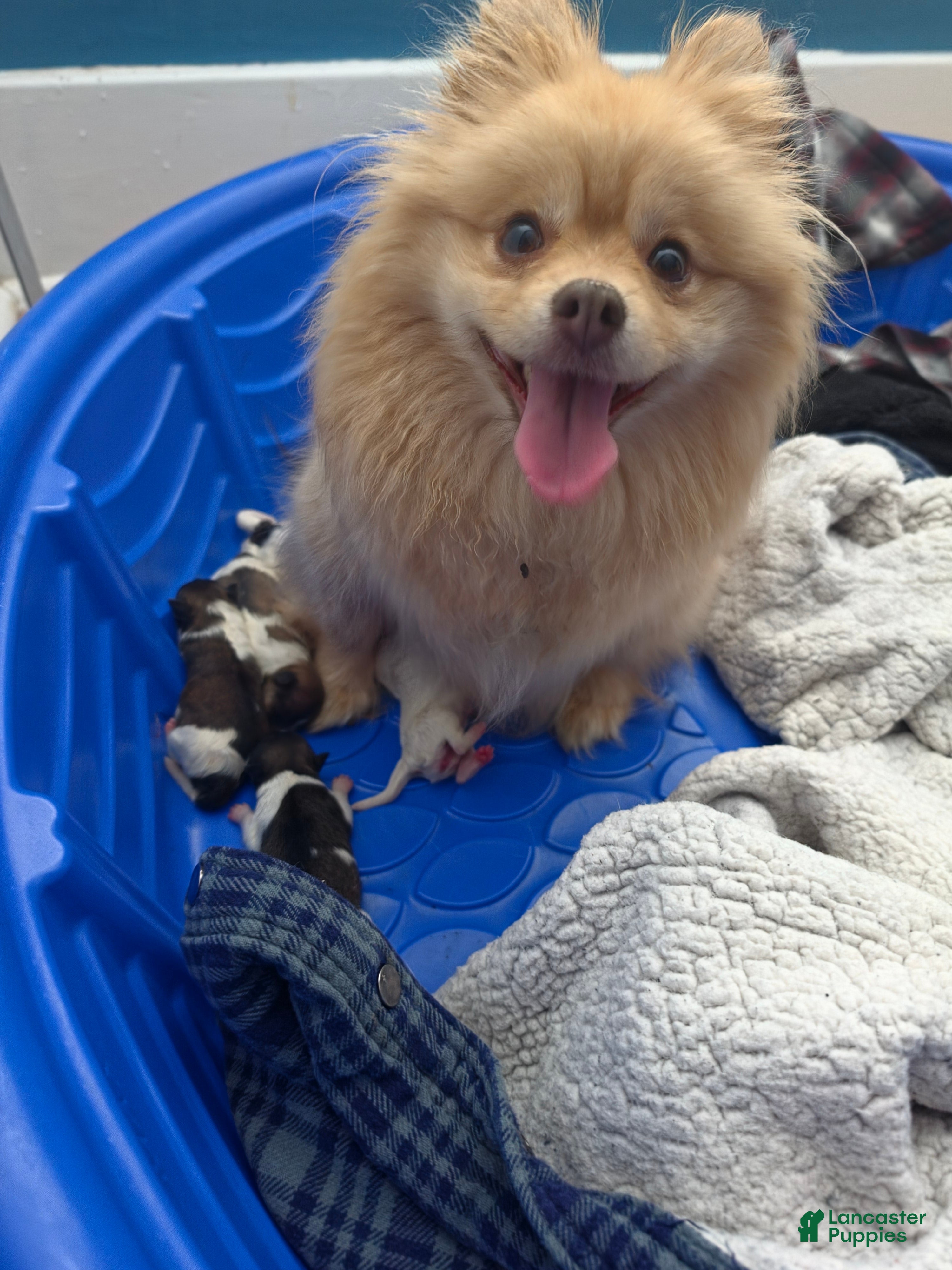 Pomeranian dogs Pomeranian 5 - Ad 2