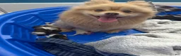 Pomeranian dogs for sale: Pomeranian 5 - Ad 2