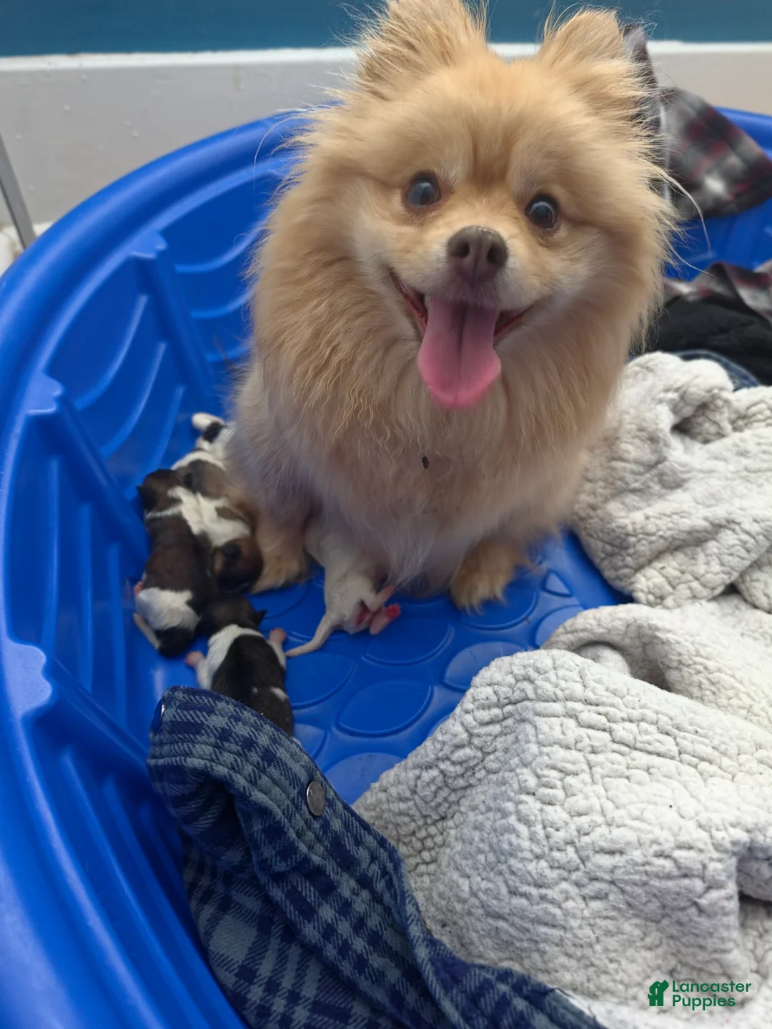 Pomeranian dogs for sale: Pomeranian 5 - Ad 2
