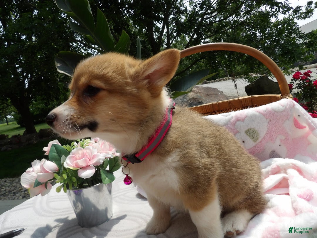 Cowboy Corgi Small Corgis For Sale Corgi Puppies Certain Creek