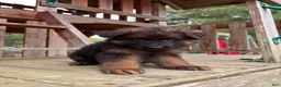 German Shepherd dogs for sale: Hazel - Ad 5