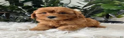 Mini Goldendoodle dogs for sale: Balto - Ad 4