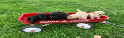 Labrador Retriever dogs for sale: Victory - Ad 10