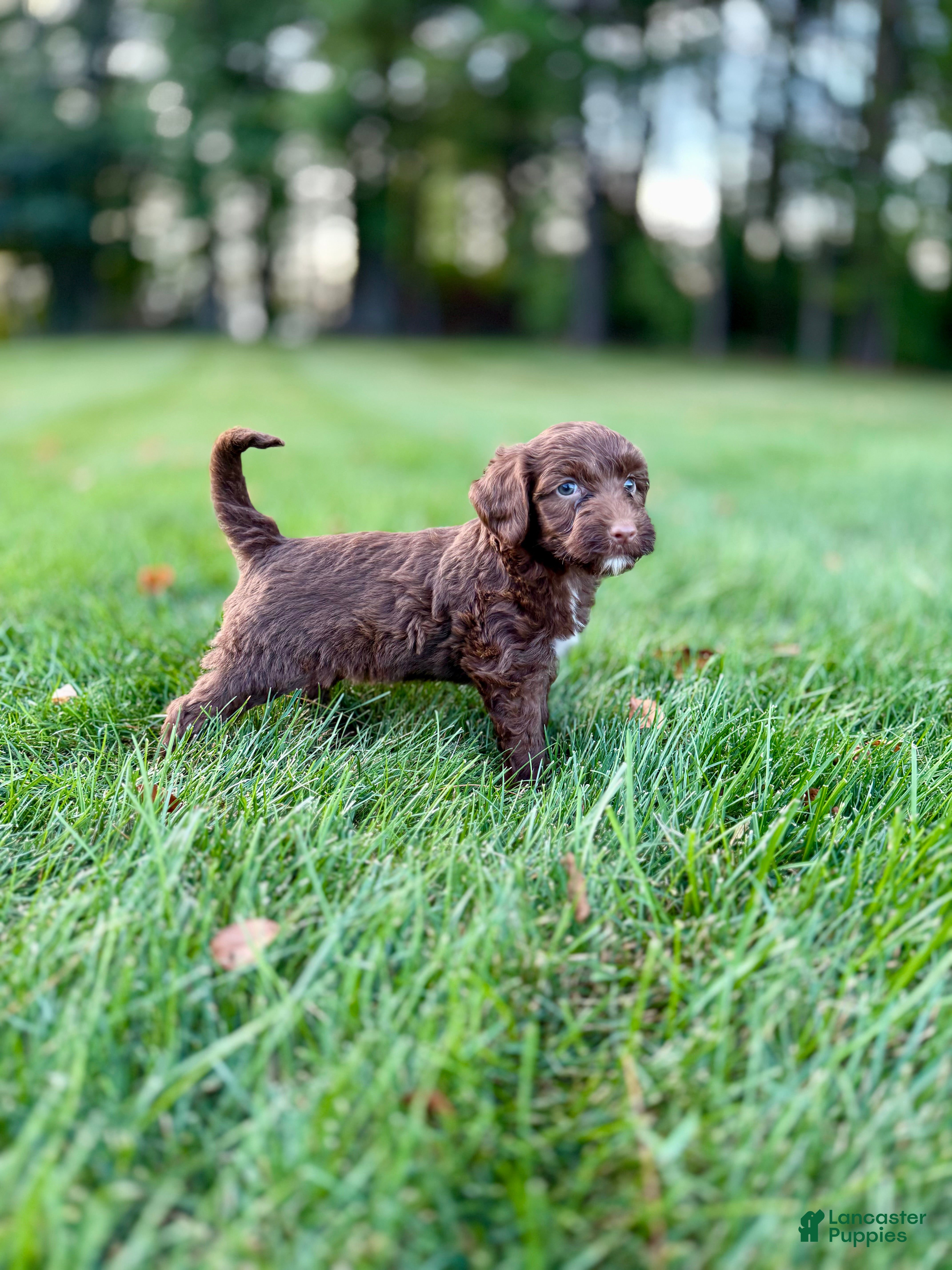Portuguese Water Dog dogs Hazel - Ad 1