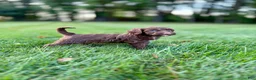 Portuguese Water Dog dogs for sale: Hazel - Ad 1