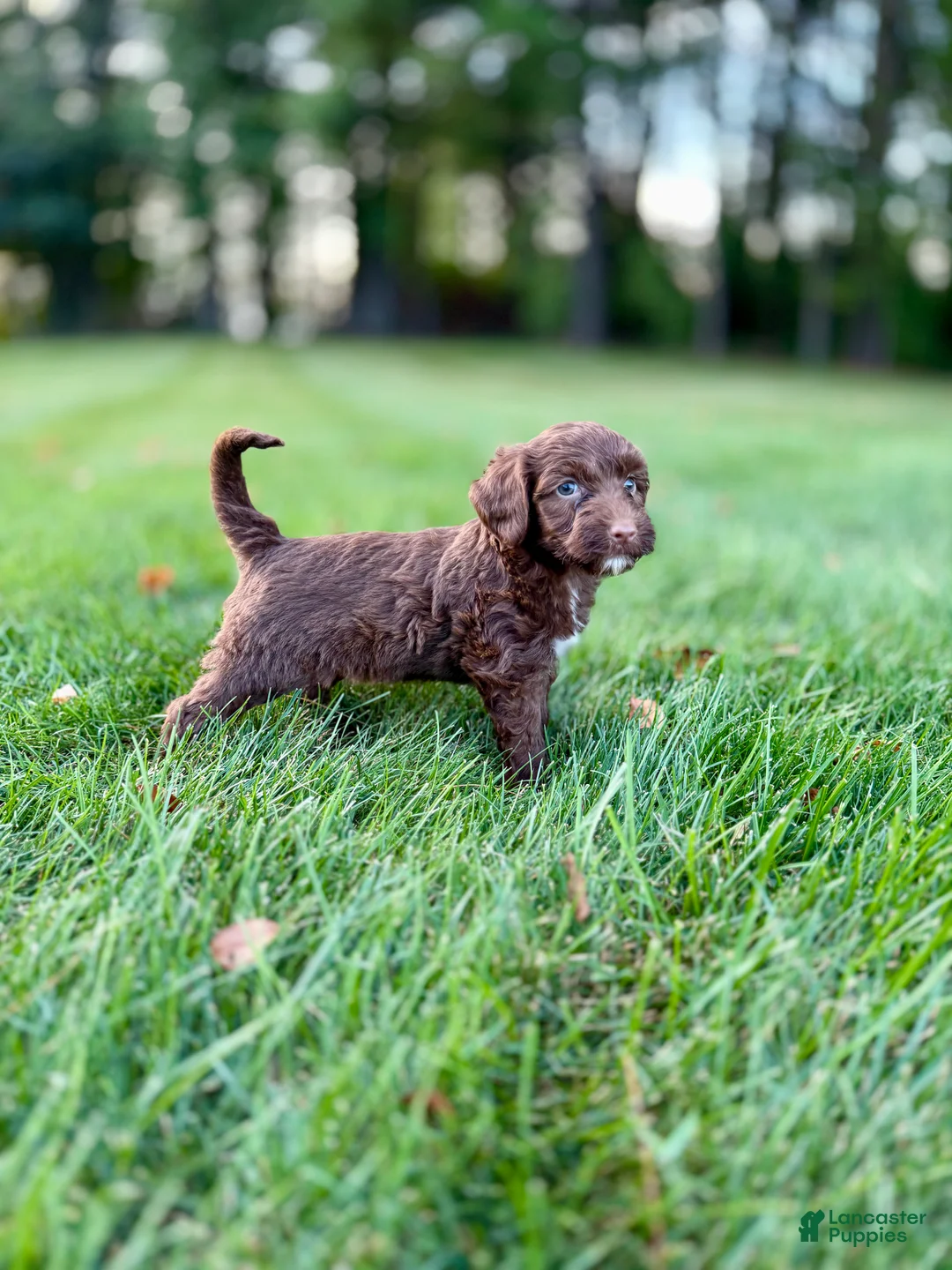 Portuguese Water Dog dogs for sale: Hazel - Ad 1