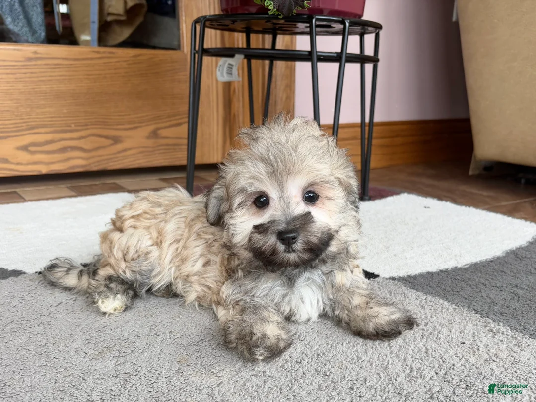 Mixed Breed dogs for sale: Waylon - Ad 7