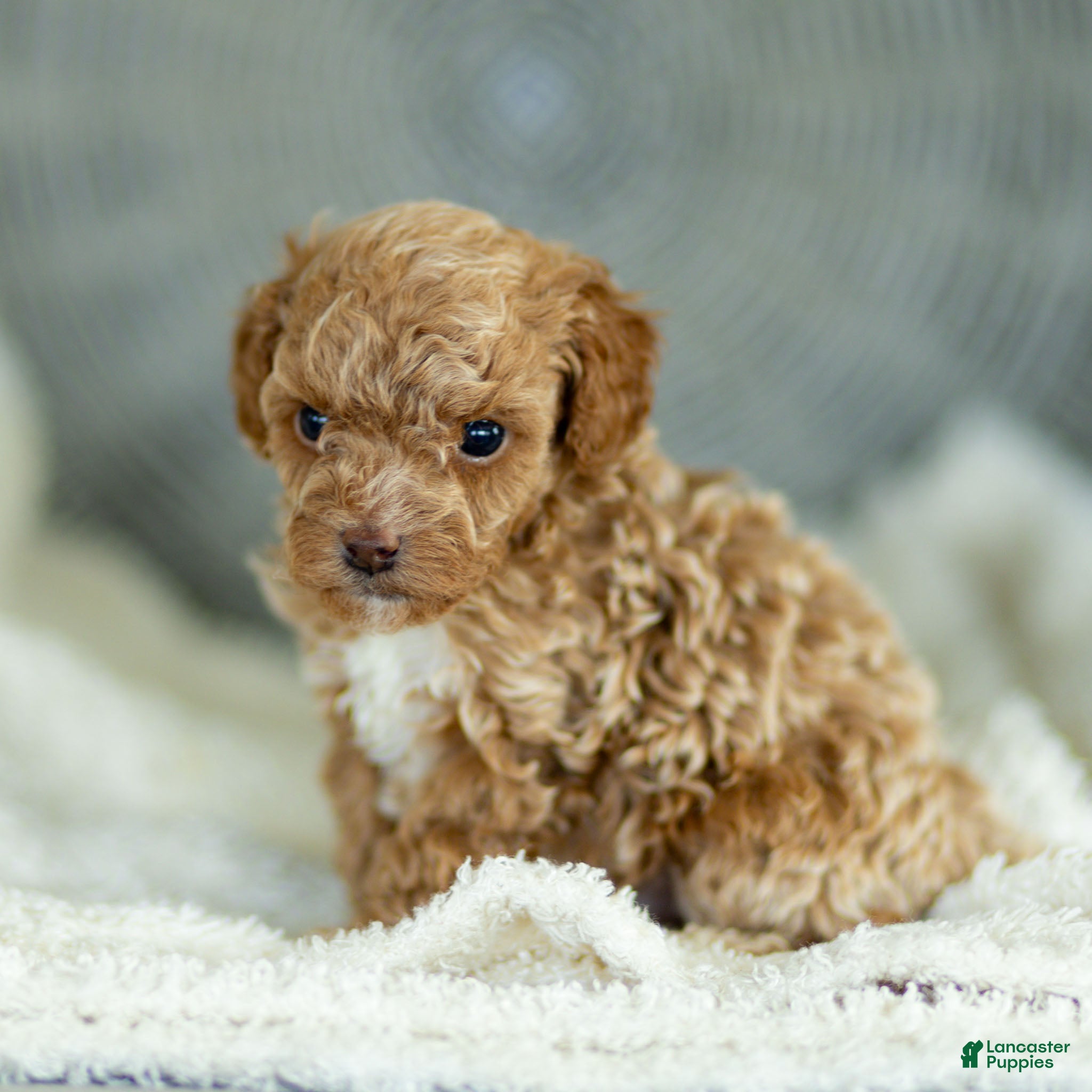 Toy Poodle dogs Guy Toy Poodle  - Ad 2