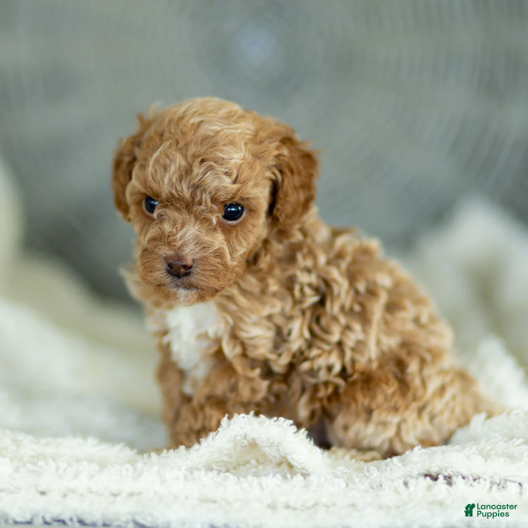 Toy Poodle dogs for sale: Guy Toy Poodle  - Ad 2