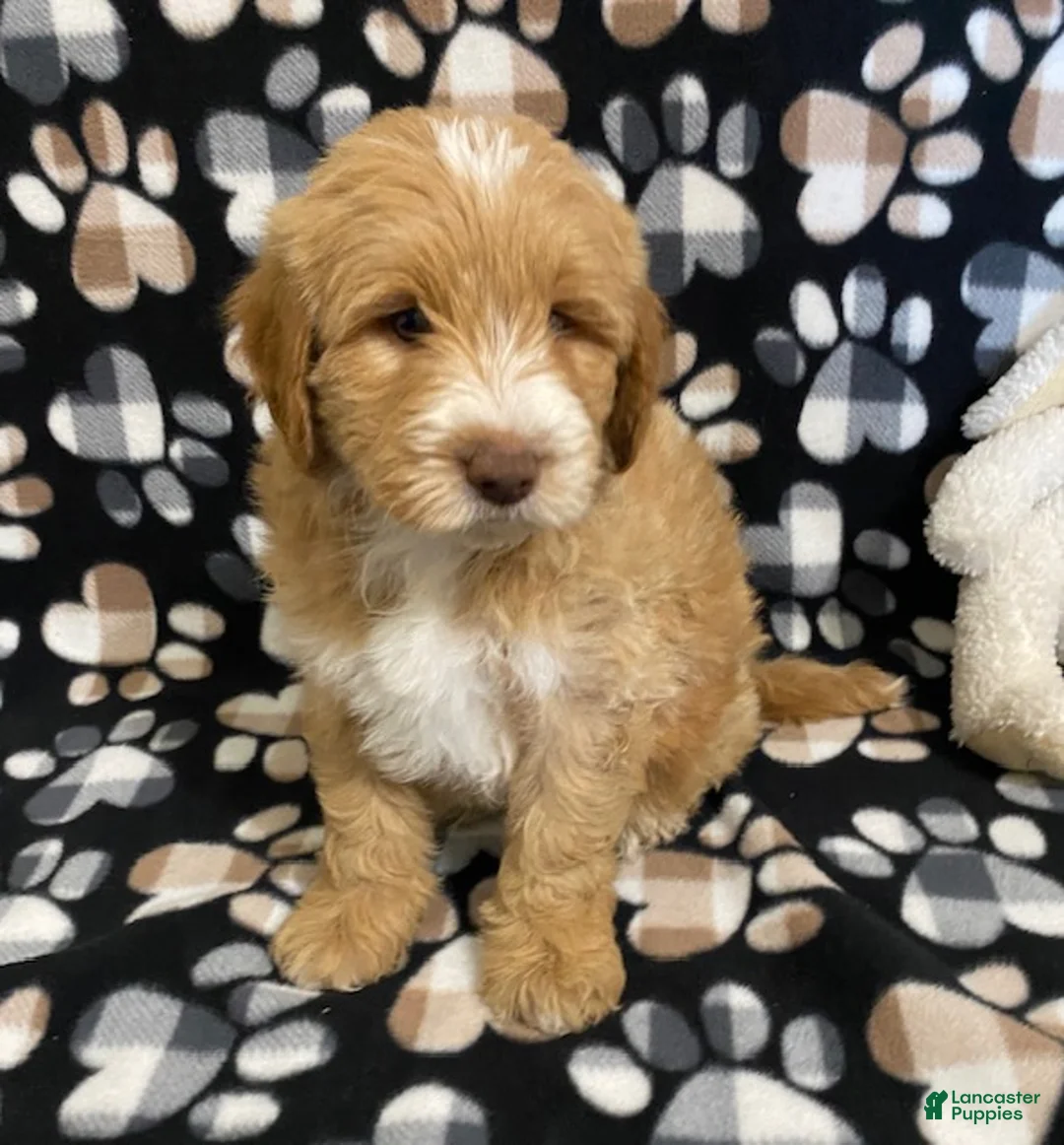 Goldendoodle dogs for sale: Marley- genetic clear parents - Ad 1