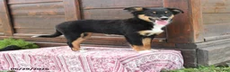 Miniature Australian Shepherd dogs for sale: Gretel - Ad 1