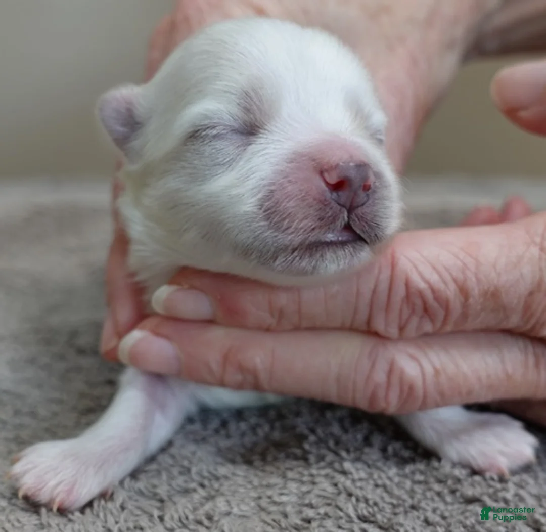 Maltese dogs for sale: Harpo - Ad 1