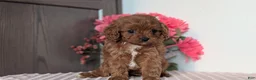 Cavapoo dogs for sale: Tessa - Ad 5