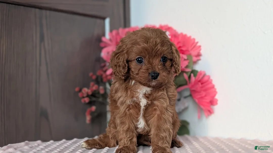 Cavapoo dogs for sale: Tessa - Ad 5