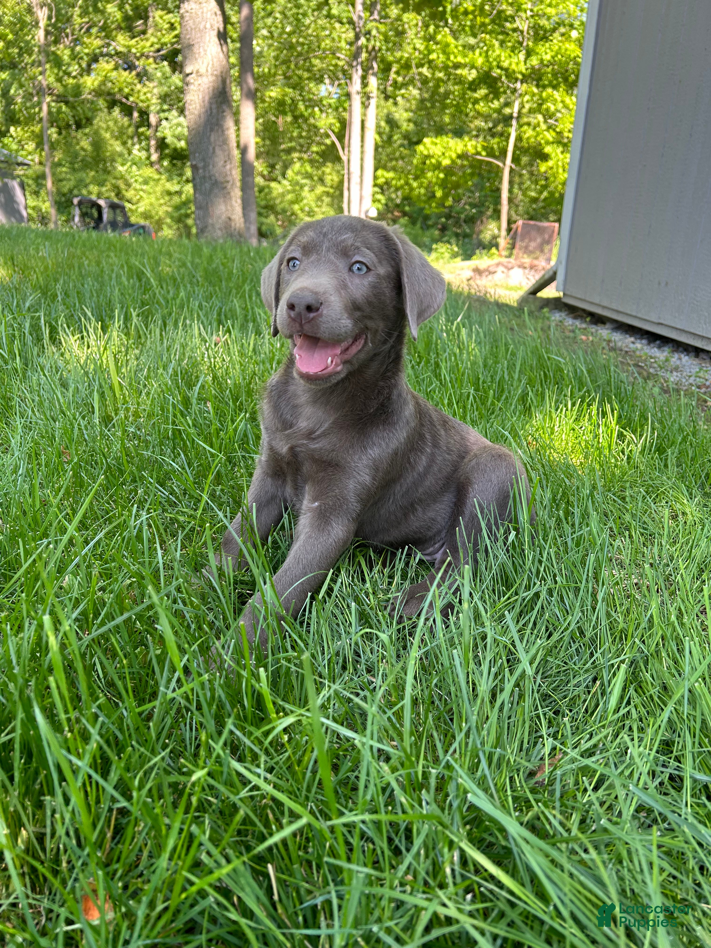 Labrador Retriever dogs Missy  - Ad 2