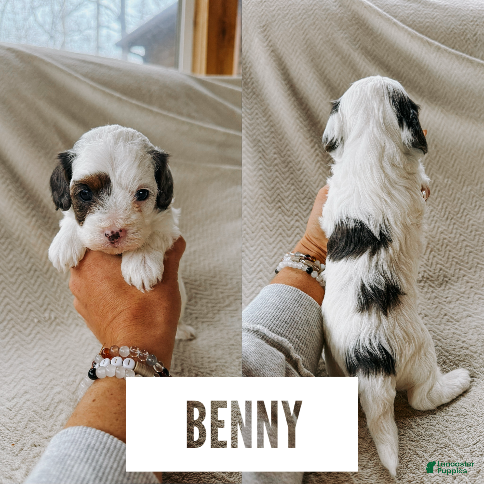Cavapoo dogs Benny - Ad 11