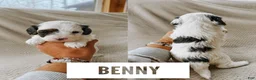 Cavapoo dogs for sale: Benny - Ad 6