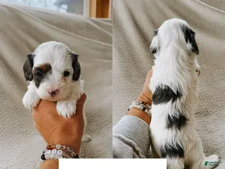 Cavapoo dogs Benny - Ad 13