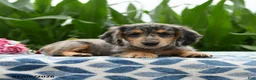 Miniature Dachshund dogs for sale: Smoothie - Ad 3