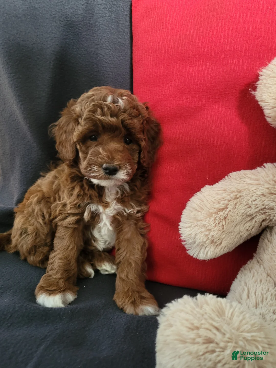 Goldendoodle dogs for sale: Ellie - Ad 3