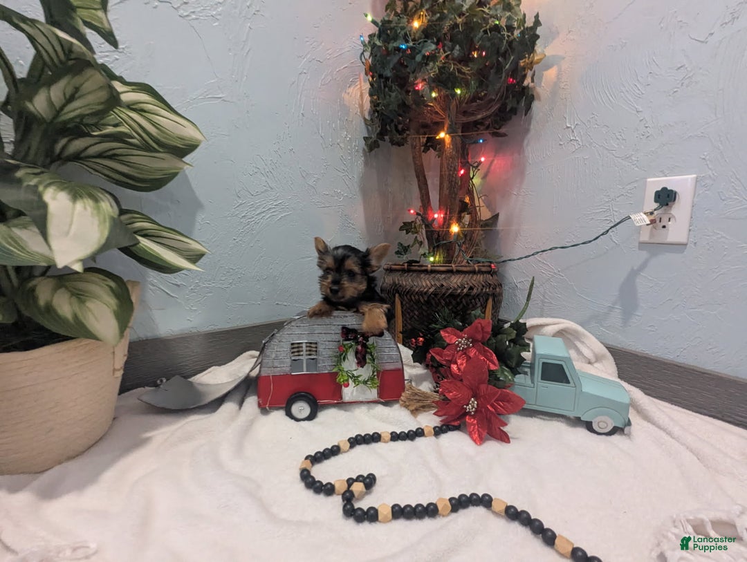 Yorkshire Terrier dogs for sale: Ziva - Ad 9