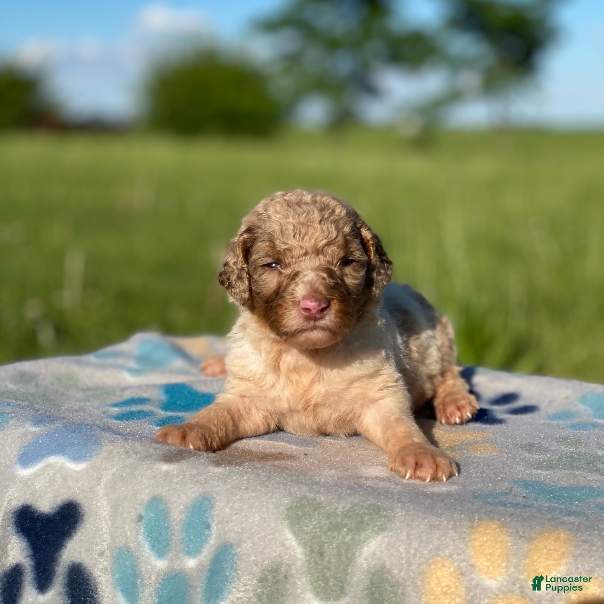 Standard Poodle dogs Snickers - Ad 34