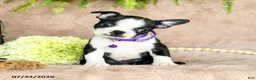Boston Terrier dogs for sale: Dahlia - Ad 3
