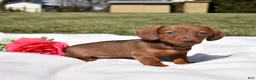 Miniature Dachshund dogs for sale: Chai - Ad 7