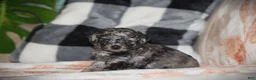 Toy Poodle dogs for sale: Kenya - Ad 6