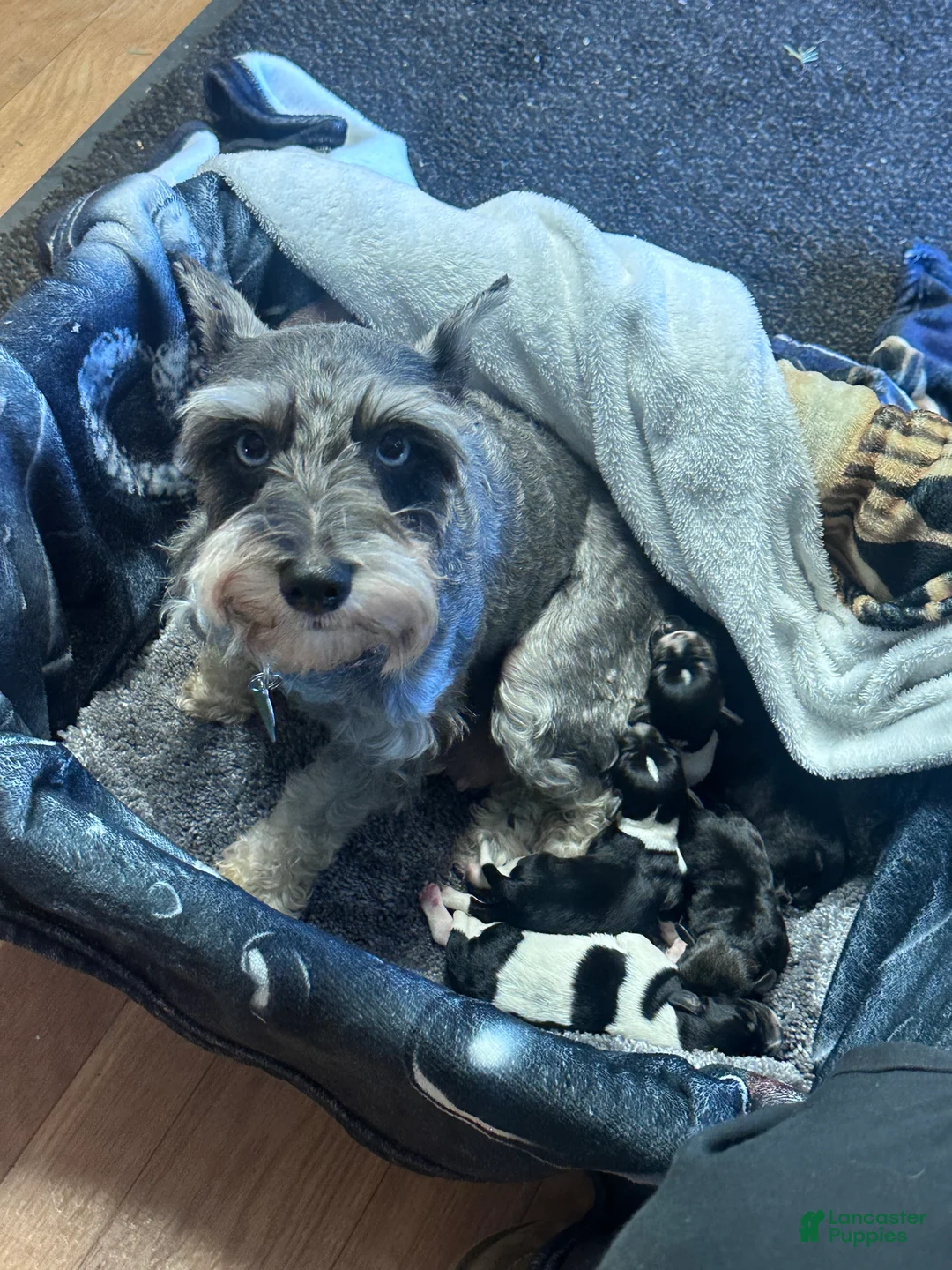 Miniature Schnauzer dogs for sale: Miniature Schnauzer Lucy  - Ad 3