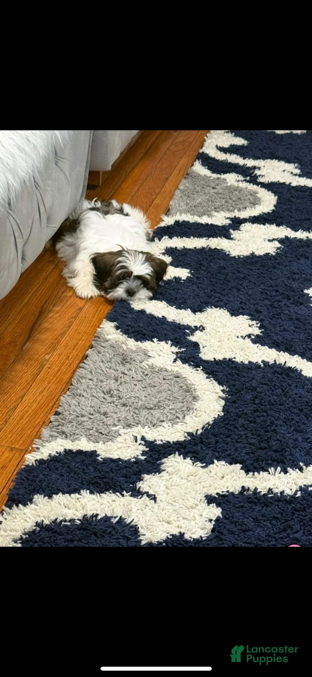 Shih Tzu dogs for sale: Shih Tzu  - Ad 1
