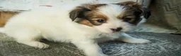 Papillon dogs for sale: Lottie - Ad 3