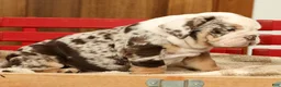 English Bulldog dogs for sale: Gherkin - Ad 8