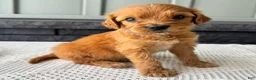 Mixed Breed dogs for sale: Billy - Ad 3