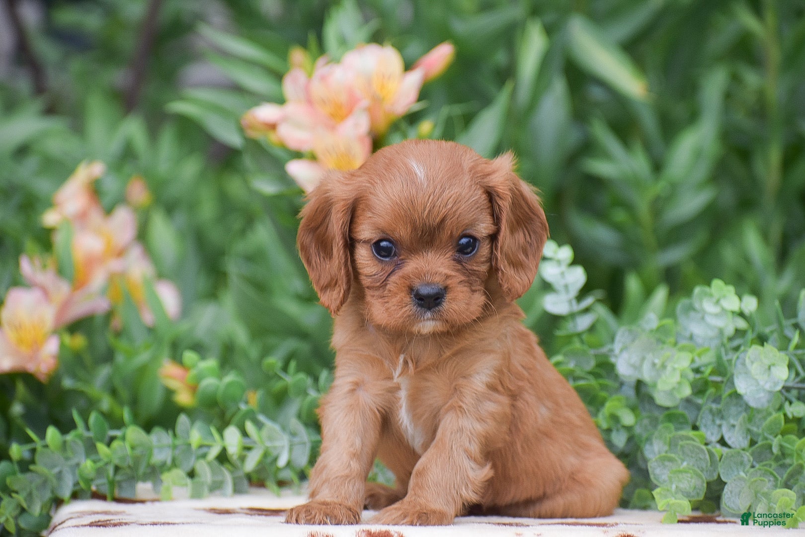 Cavalier King Charles Spaniel dogs Tommy - Ad 1