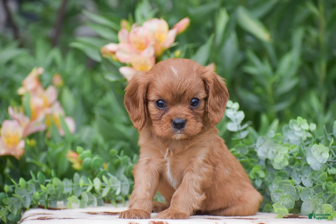 Cavalier King Charles Spaniel dogs for sale: Tommy - Ad 1