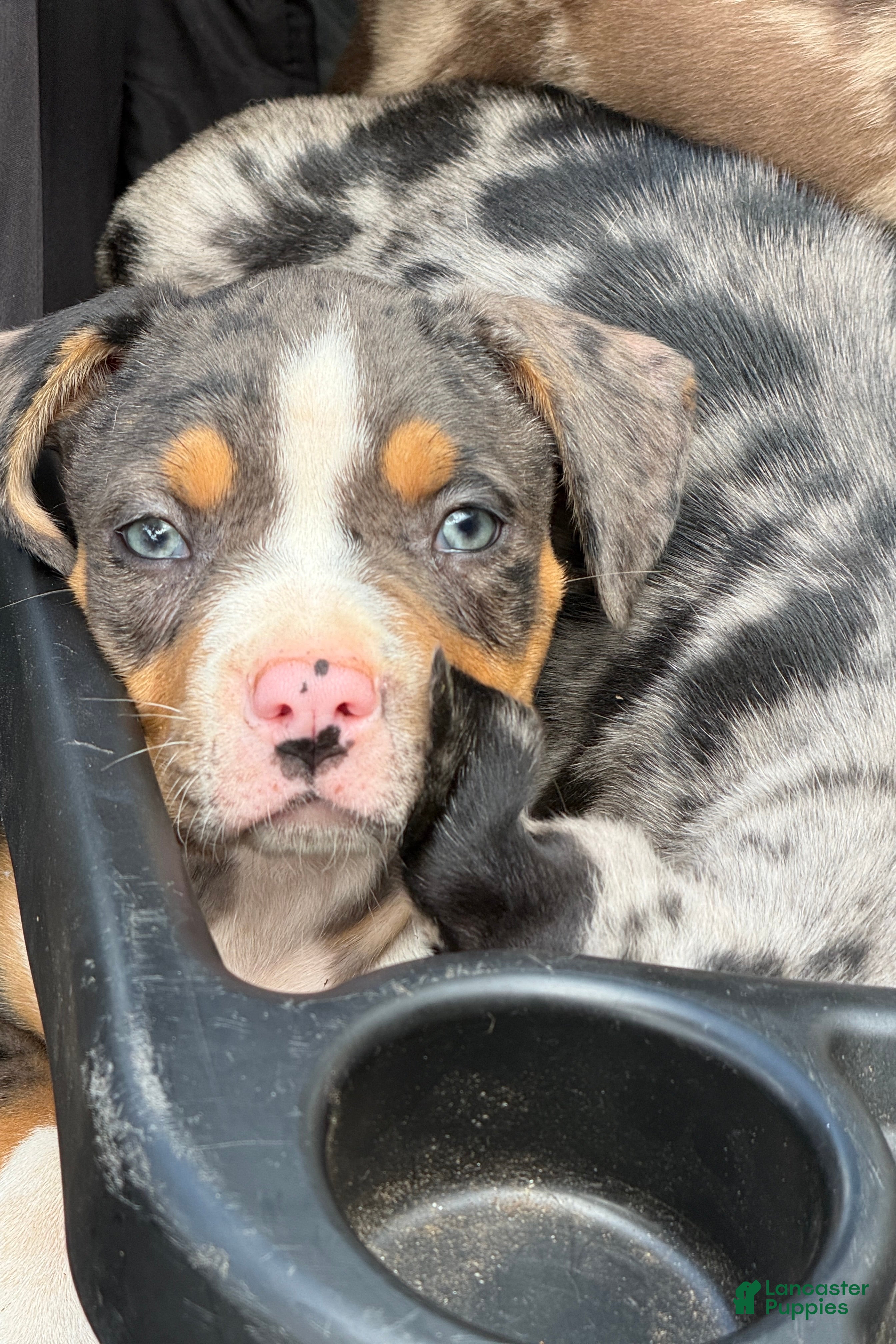 American Bully dogs Koba - Ad 1