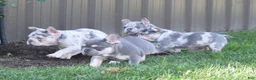 French Bulldog dogs for sale: Trixie - Ad 25