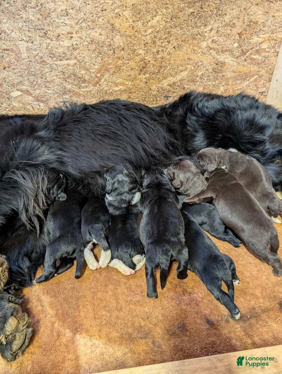 Newfoundland dogs for sale: Hudson - Ad 1