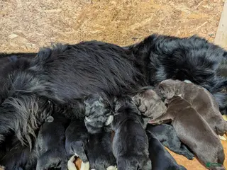 Newfoundland dogs Hudson - Ad 22