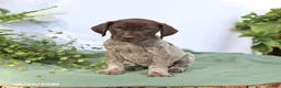 German Shorthaired Pointer dogs for sale: Mia  - Ad 4
