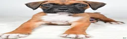 Boxer dogs for sale: Danny - Ad 7
