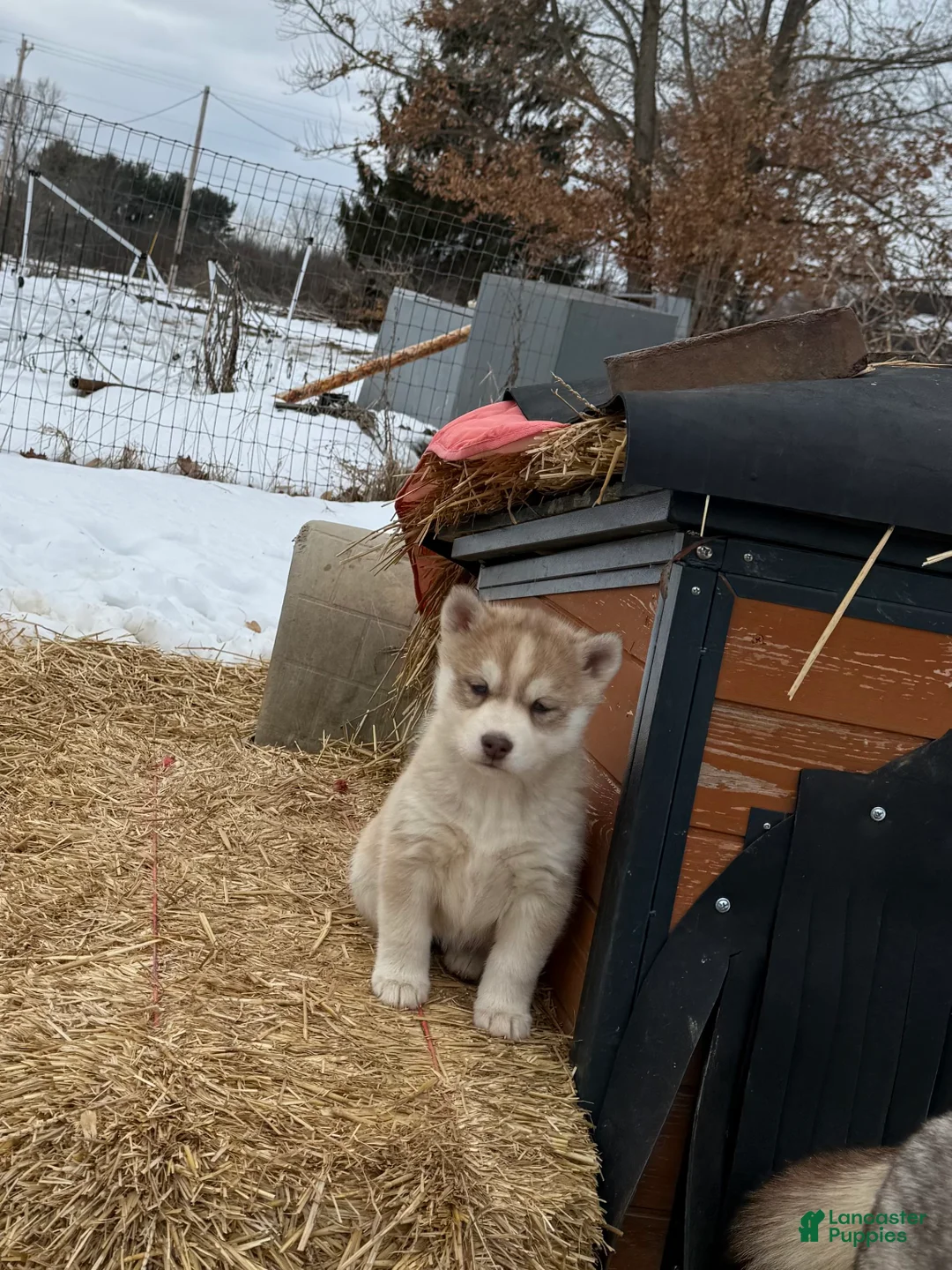 Siberian Husky dogs for sale: Zoe - Ad 8